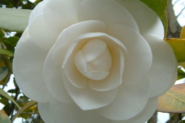 Александр Дюма (сын) «Дама с камелиями»